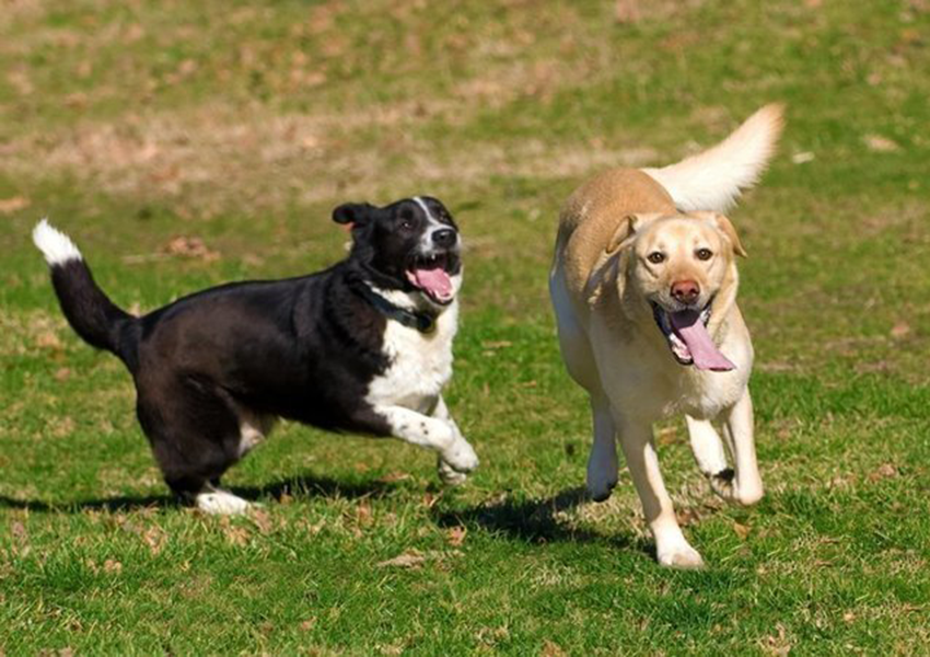 Dog lovers call for off-leash ban to be scrapped