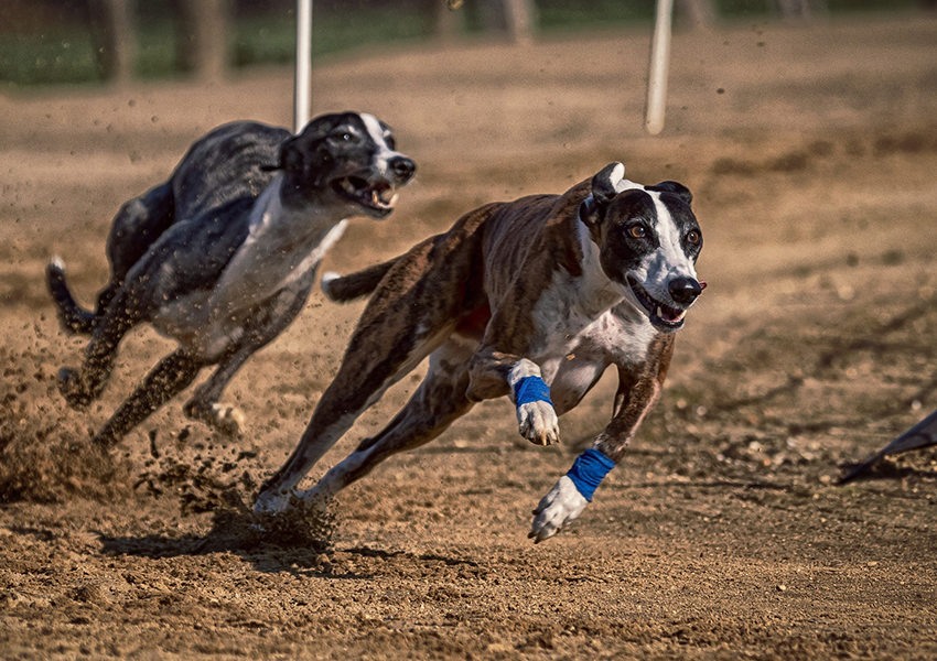 Hundreds of greyhounds died on tracks, report reveals