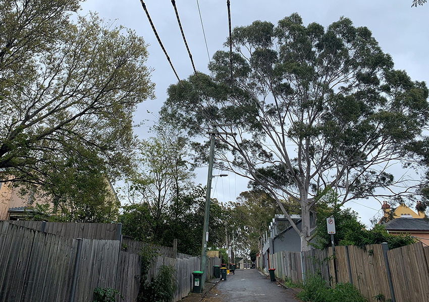 Trees “massacred” in Inner West while climate crisis worsens