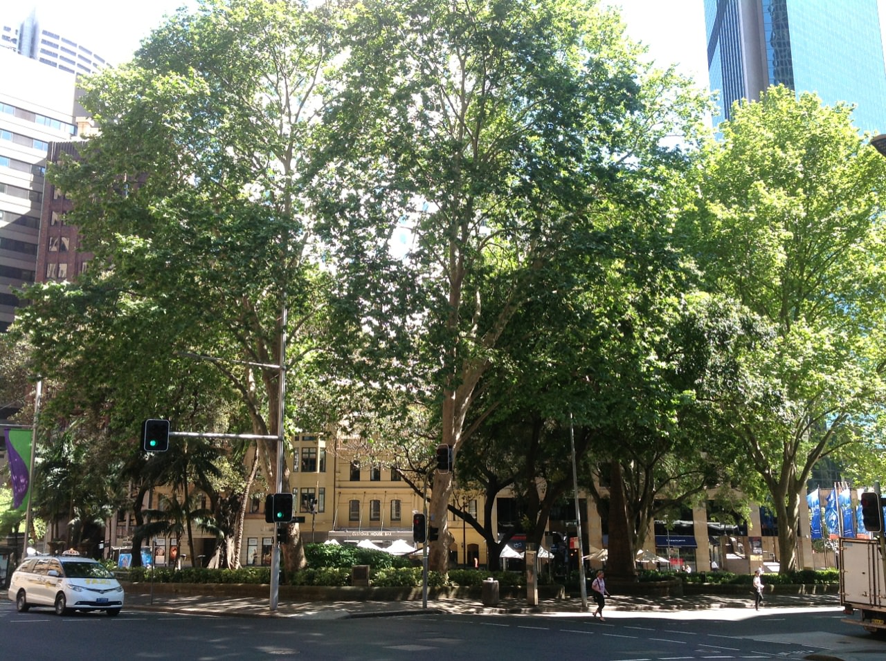 London plane trees to remain in city’s canopy despite health risks