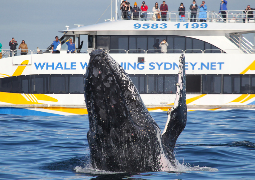 BEST WHALE WATCHING – Whale Watching Sydney