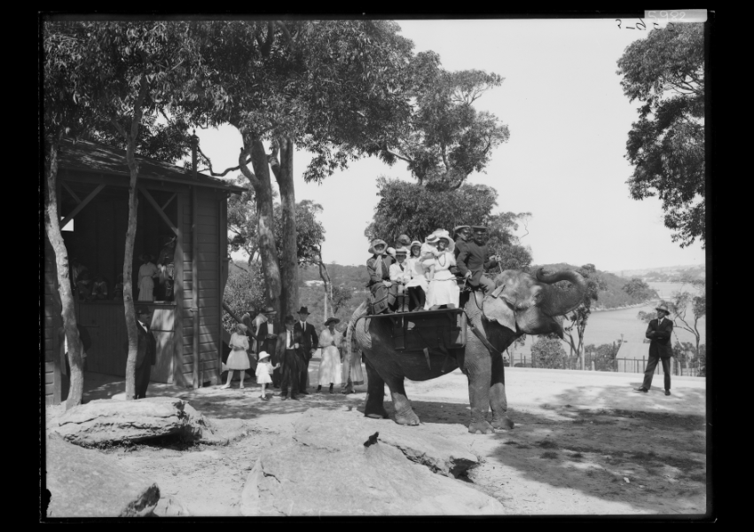 Discover the history of Taronga Zoo in ‘How To Move A Zoo’