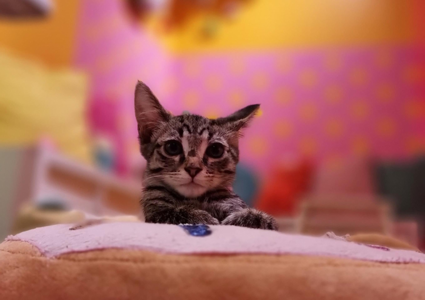 Cuddle up with some kittens – CATMOSPHERE CAT CAFE