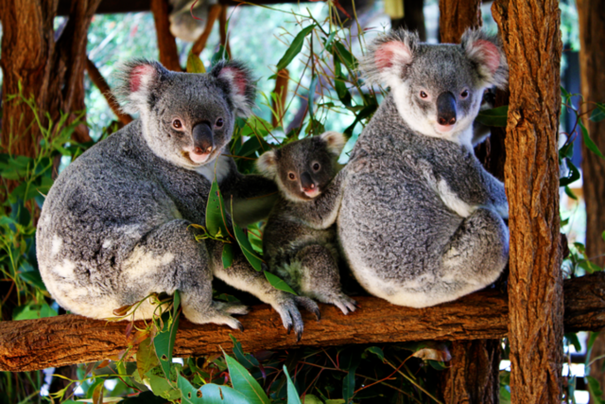 Logging continues to pose a threat to Koala Habitats in the State Forests