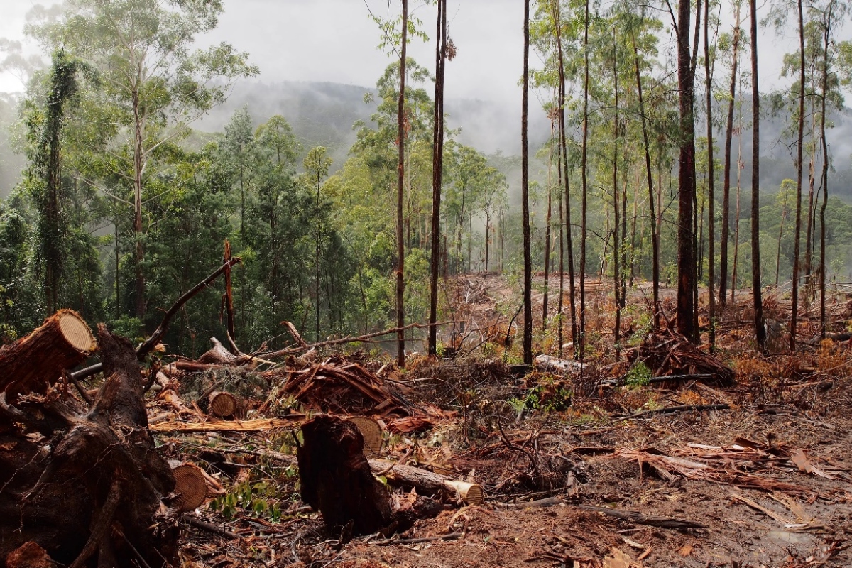 WWF declares NSW worst in land and forest protection
