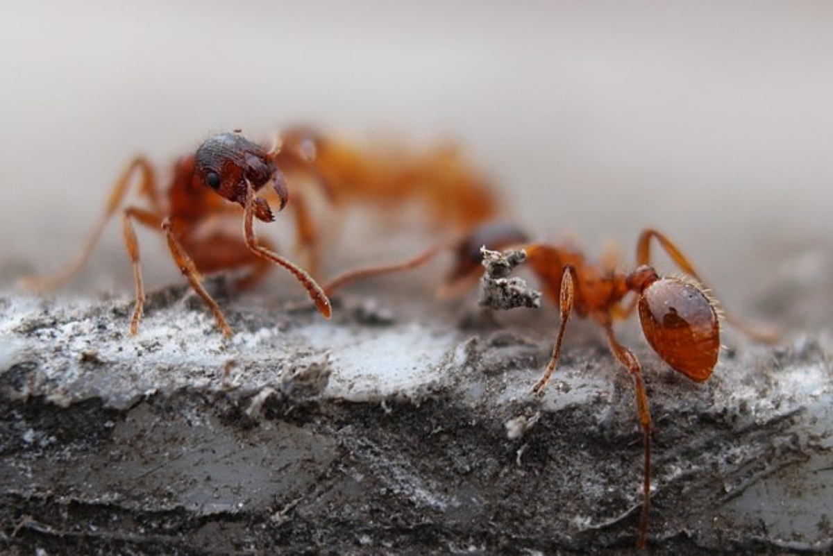 Fire ant invasion of NSW imminent due to funding shortfall, documents reveal