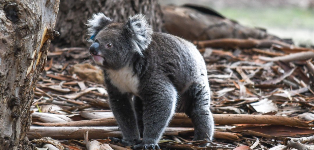 NSW government blocks logging in proposed Great Koala National Park