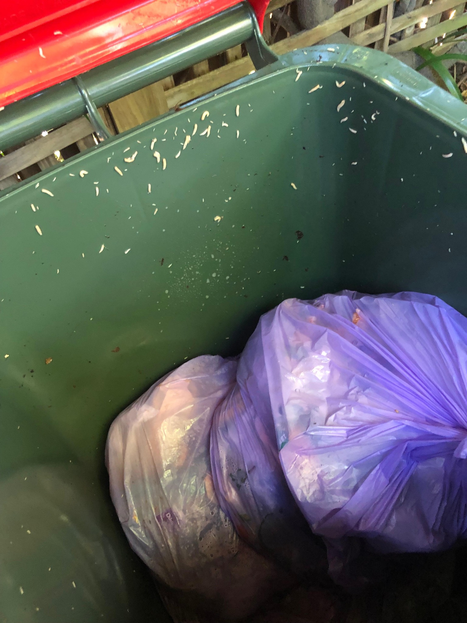 "Slap in the face" Local residents angered by Inner West Council's response to stinking bins