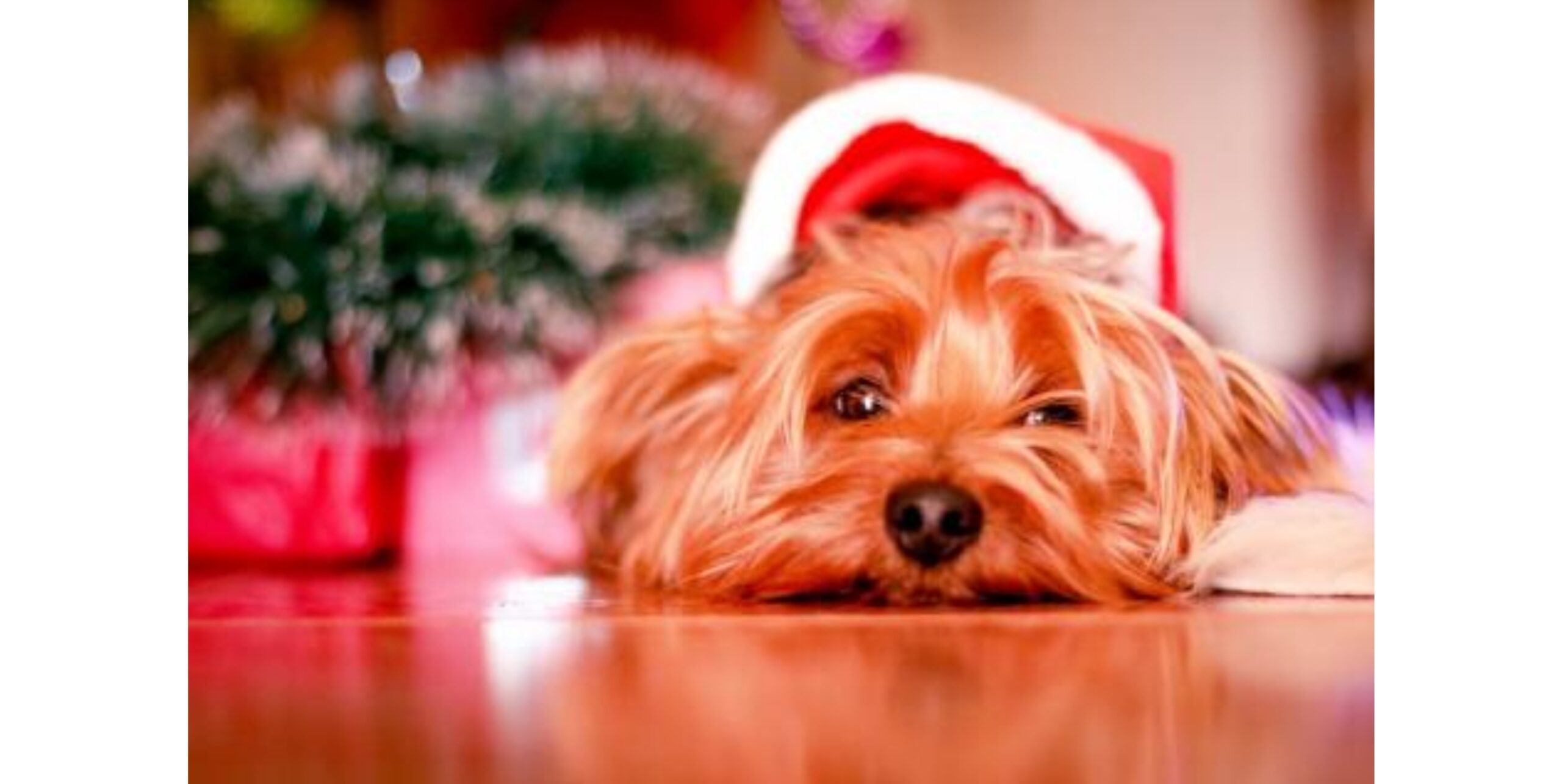 “Adopt don’t shop” for a pet this Christmas