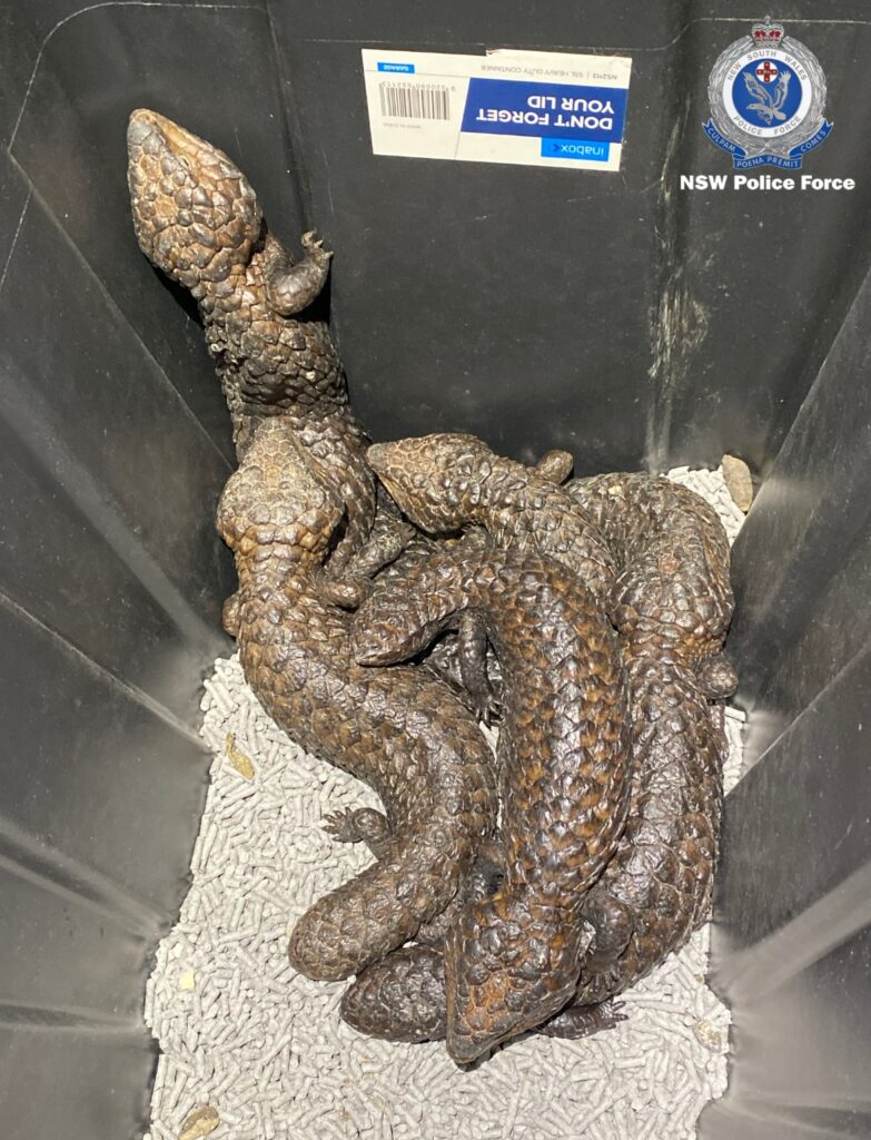 Hundreds of lizards rescued in police bust of illegal export ring