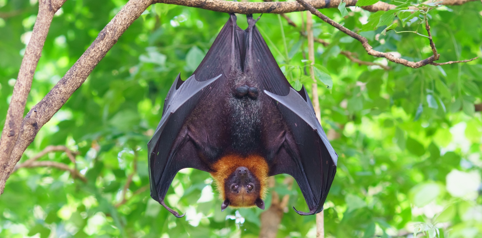 Flying foxes are driving Sydney residents batty