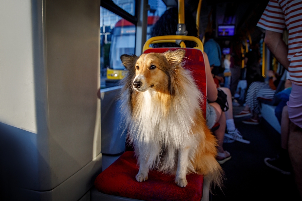 Pets on public transport: soon a reality?