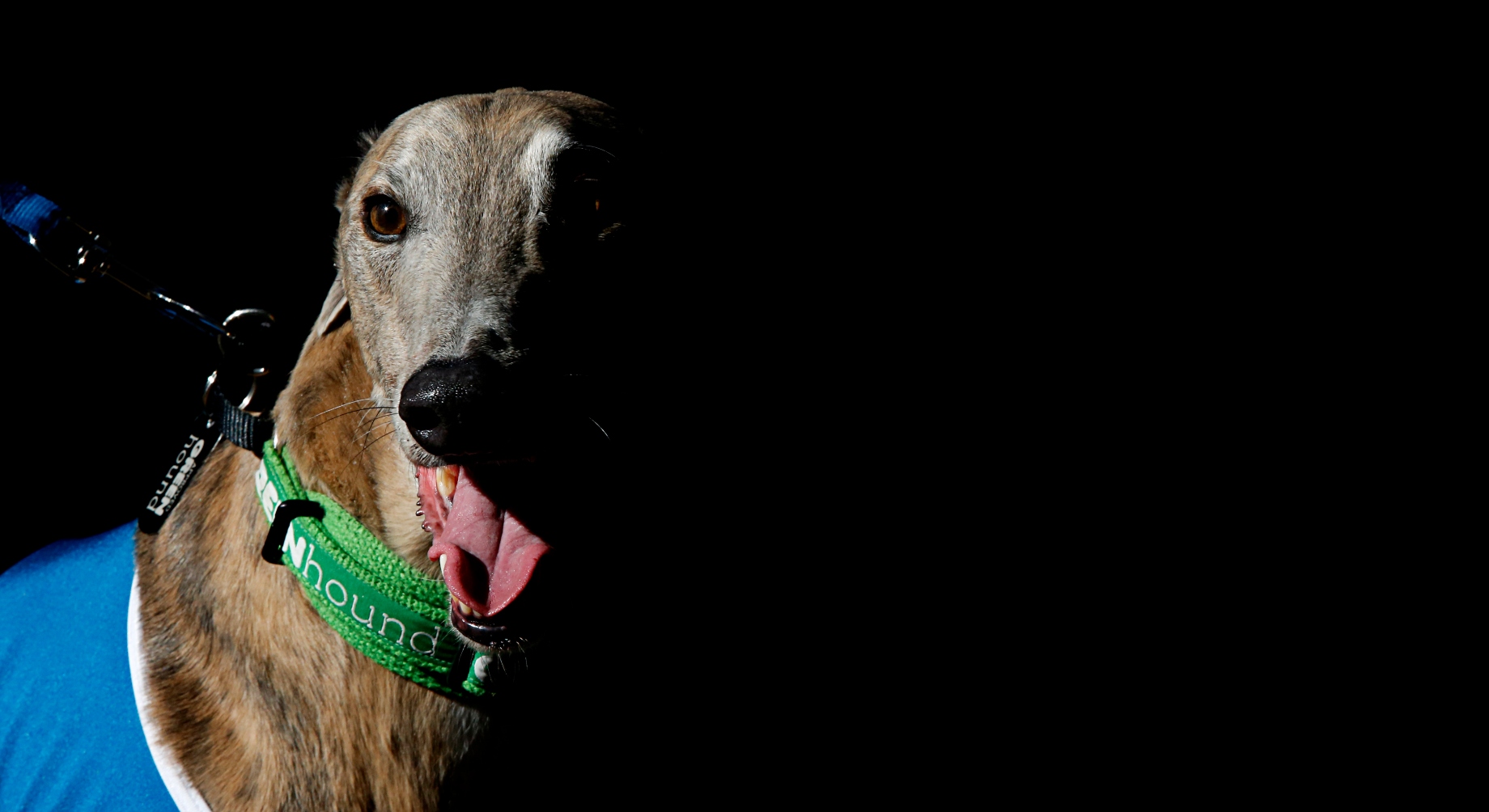 Calls for greater transparency on greyhound injuries at Wentworth Park