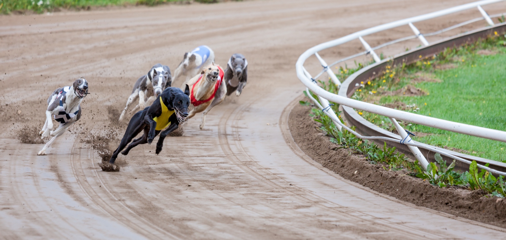 Growing calls to shut down greyhound racing at Wentworth Park