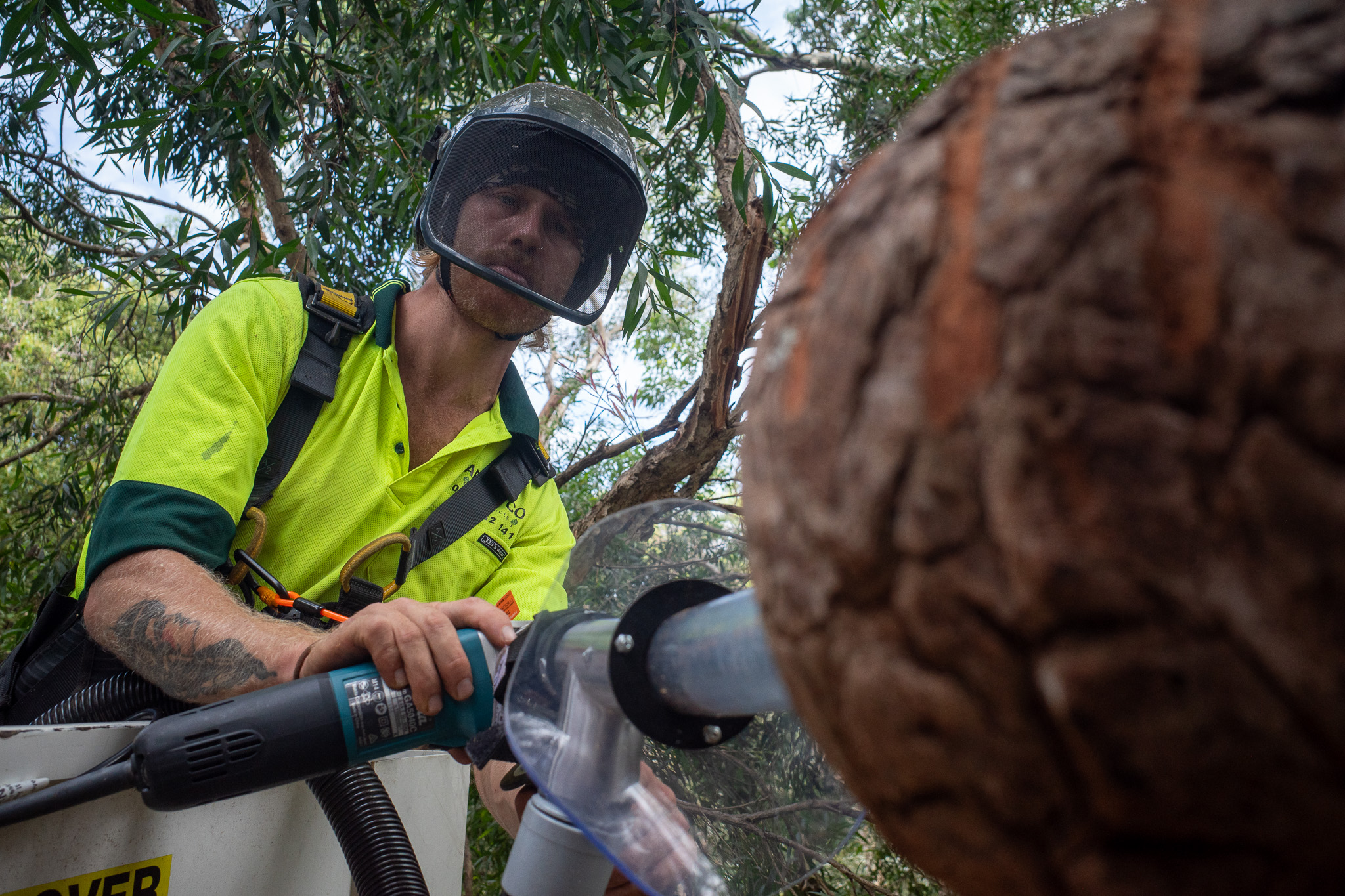 Woollahra Council begins creating tree hollows in effort to save wildlife habitats