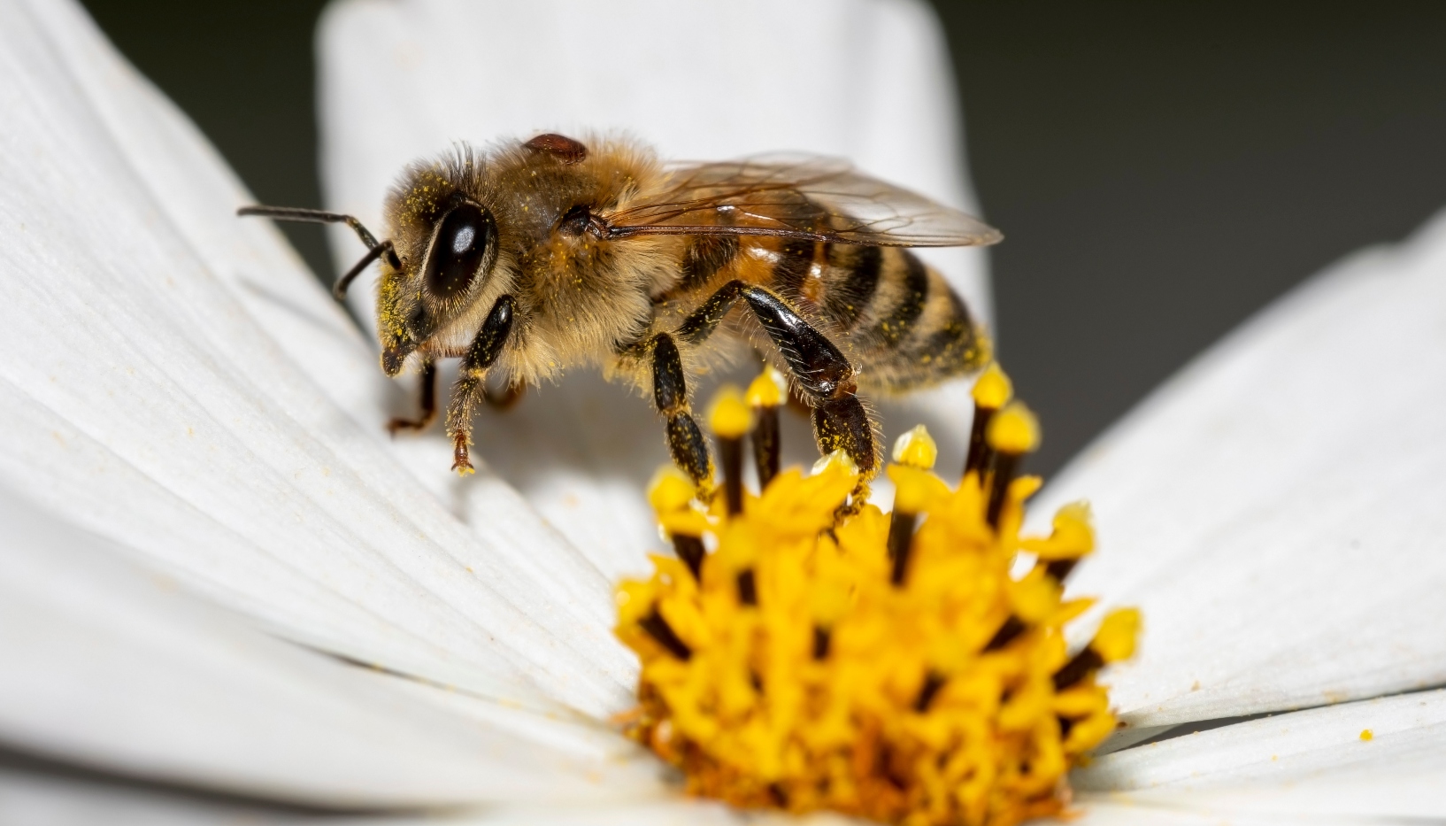 To Bee or Not To Be: the Varroa mite outbreak