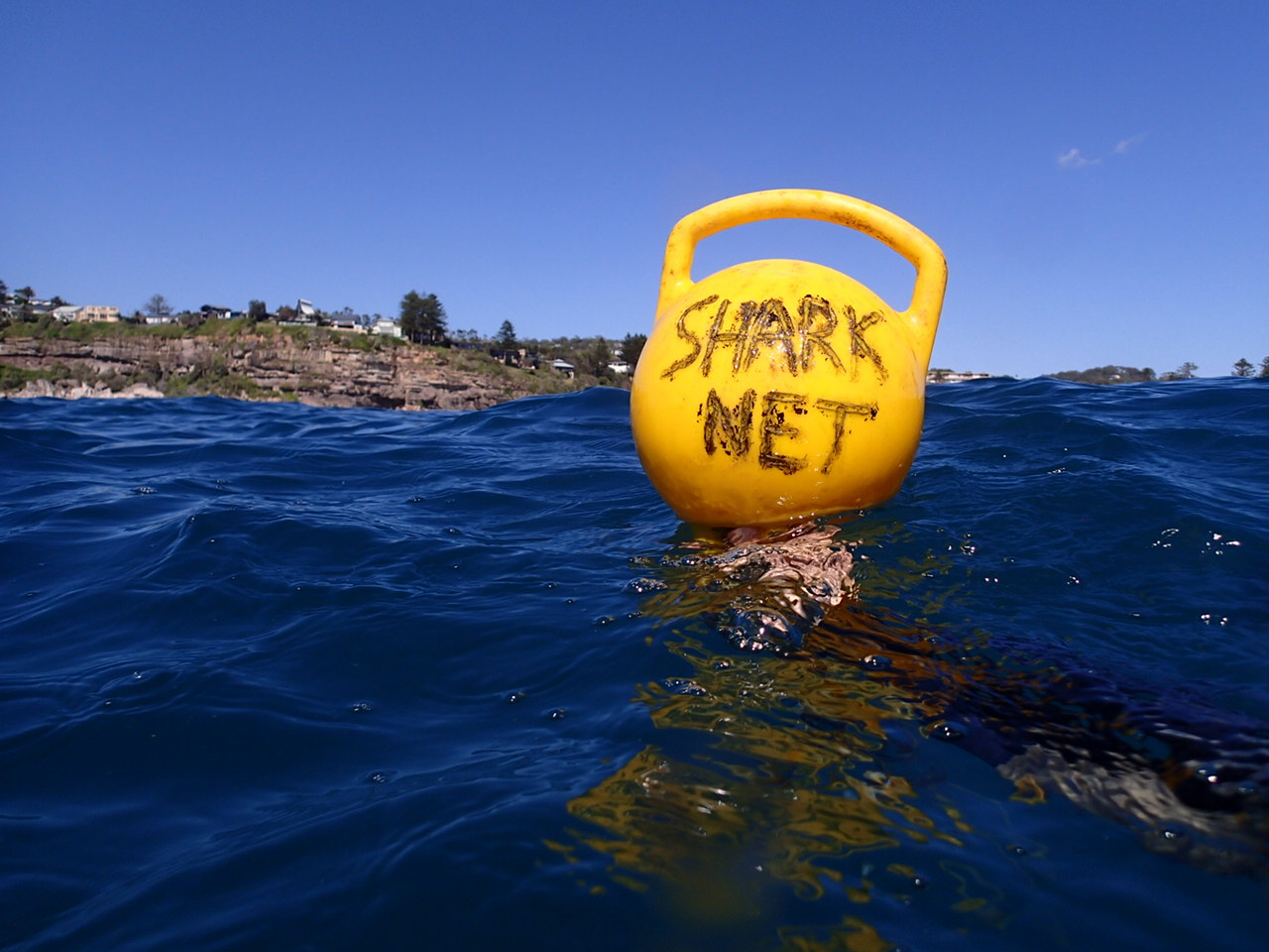 Over 90% of marine animals caught in NSW shark nets were non-target species