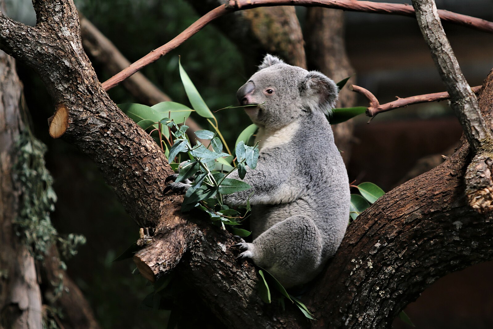 Up to 19,000 hectares of forest in koala park set to be destroyed