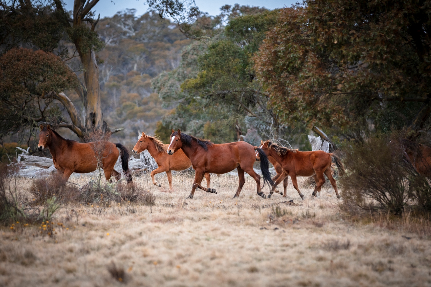 RSPCA missed 500 carcasses at property, inquiry into aerial shooting of Kosciuszko wild horses hears