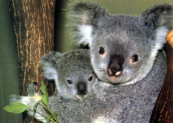 ‘The Koalas’: A documentary about survival