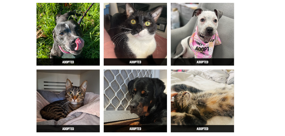 Lost And Abandoned Sydney Dogs And Cats To Get A New Home