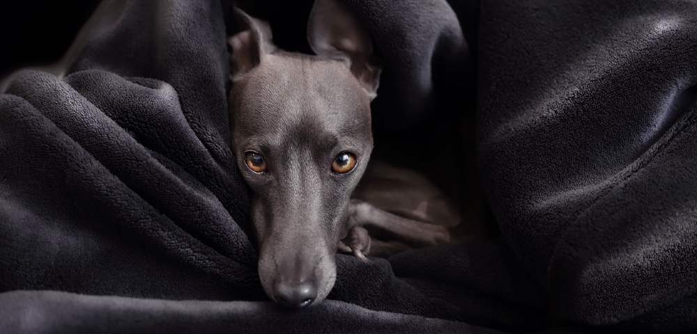 End Of The Race? Pressure Builds To Ban Greyhound Racing At Sydney’s Wentworth Park 