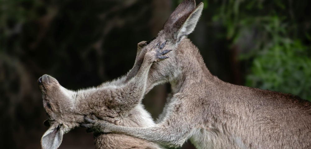 Revenge of the Roo: Skippy fights back! (The Naked City)