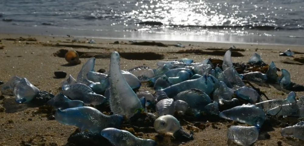 Waverley Council to Clean Up Bronte Beach After Invasion of Bluebottles