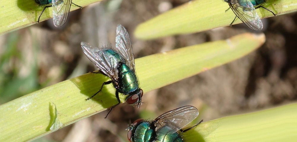 Sydney Has Been Hit By A Major Fly Infestation