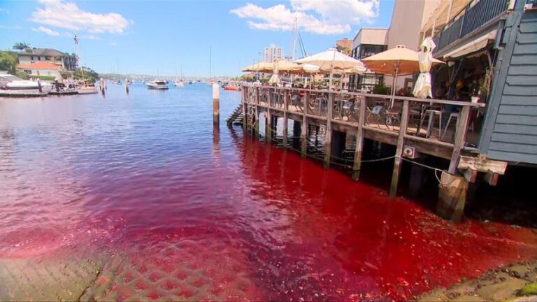 Blood red water in Sydney Harbour